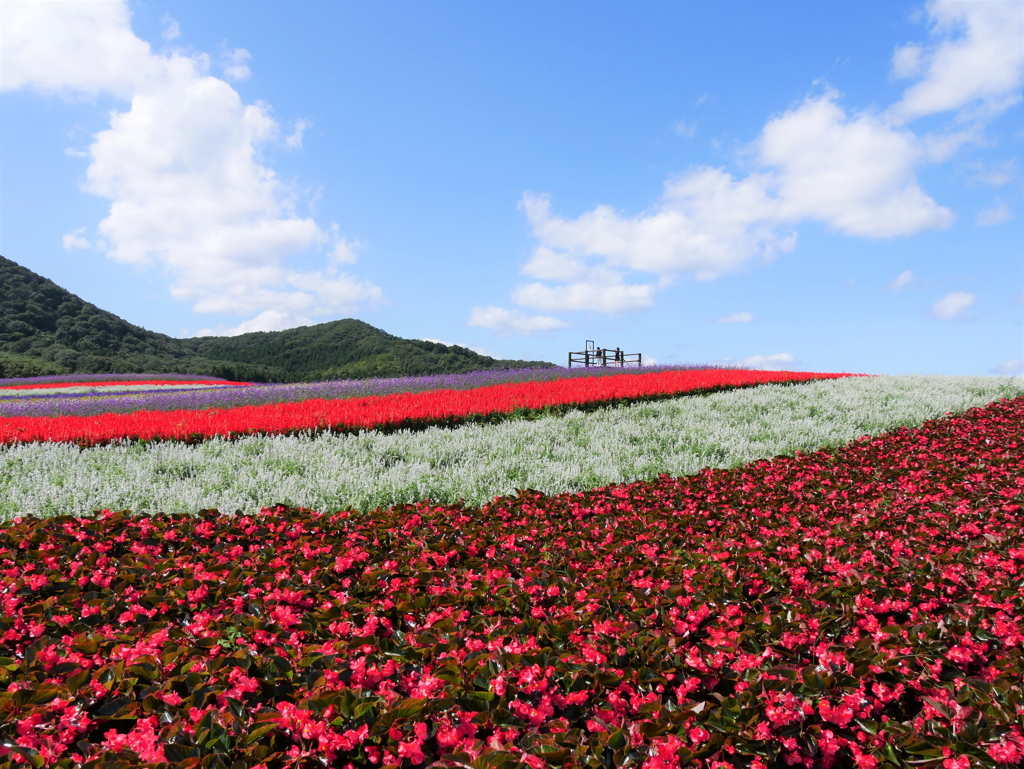 やくらいガーデン2019Ⅶ