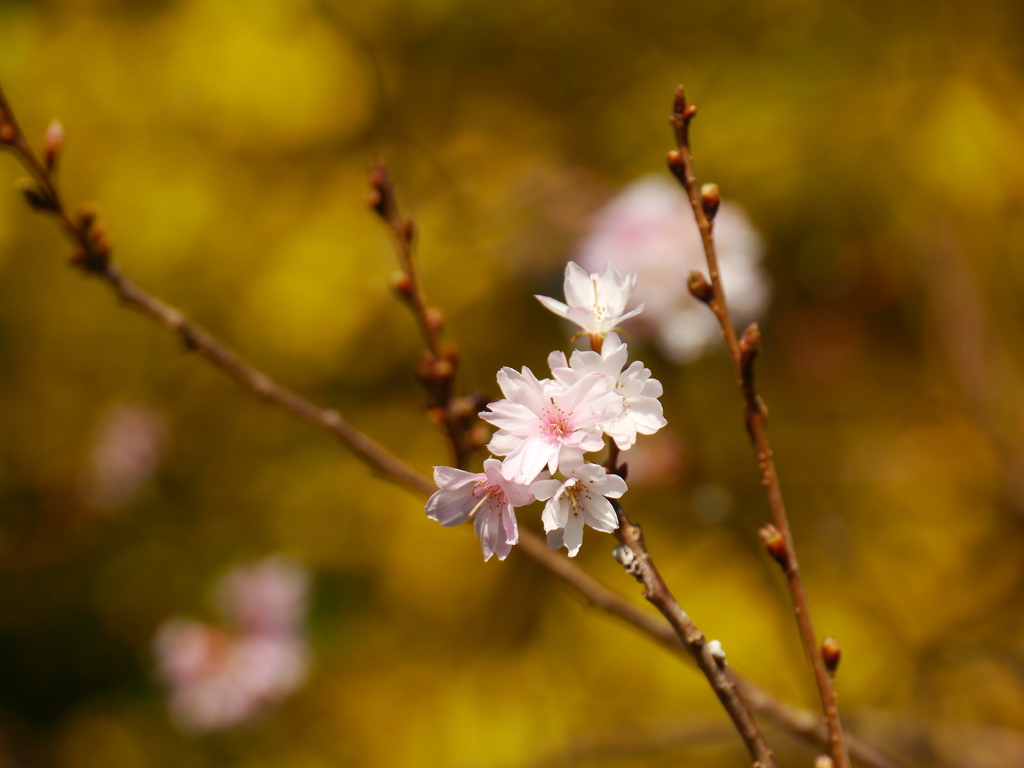 鹽竈神社の四季桜2021Ⅱ