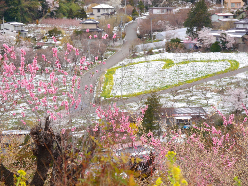 花見山公園2019Ⅳ