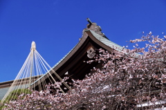 鹽竈神社の四季桜2016Ⅲ