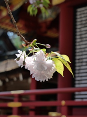 鹽竈神社の鹽竈桜2025Ⅴ