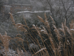 雪の朝Ⅲ