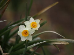 河原の水仙