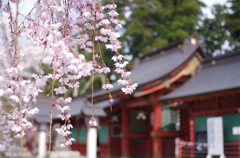 鹽竈神社の桜風景Ⅳ