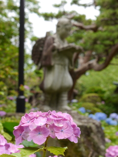 資福寺の紫陽花2020Ⅷ