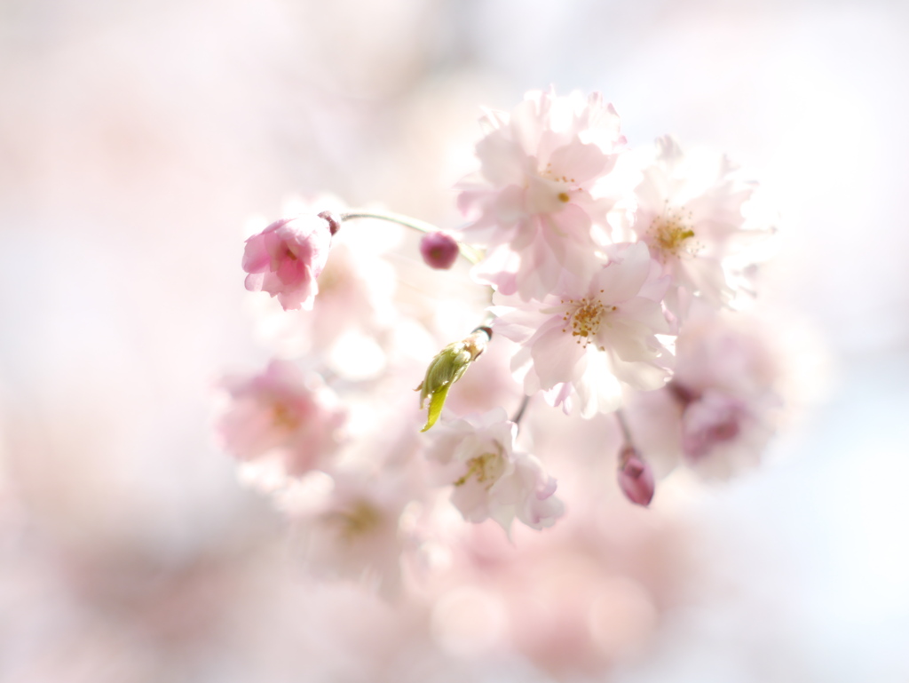 近所の枝垂れ桜Ⅳ
