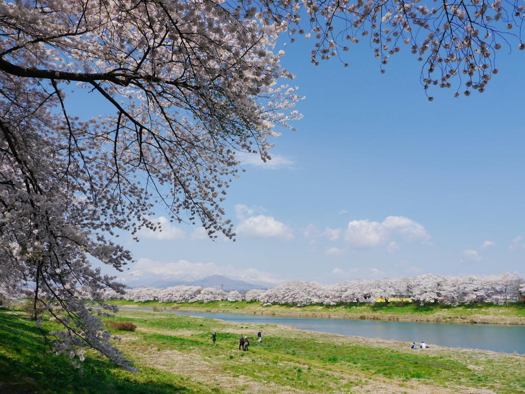 一目千本桜2017Ⅵ