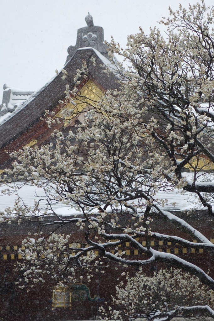 雪の湯島天神Ⅲ