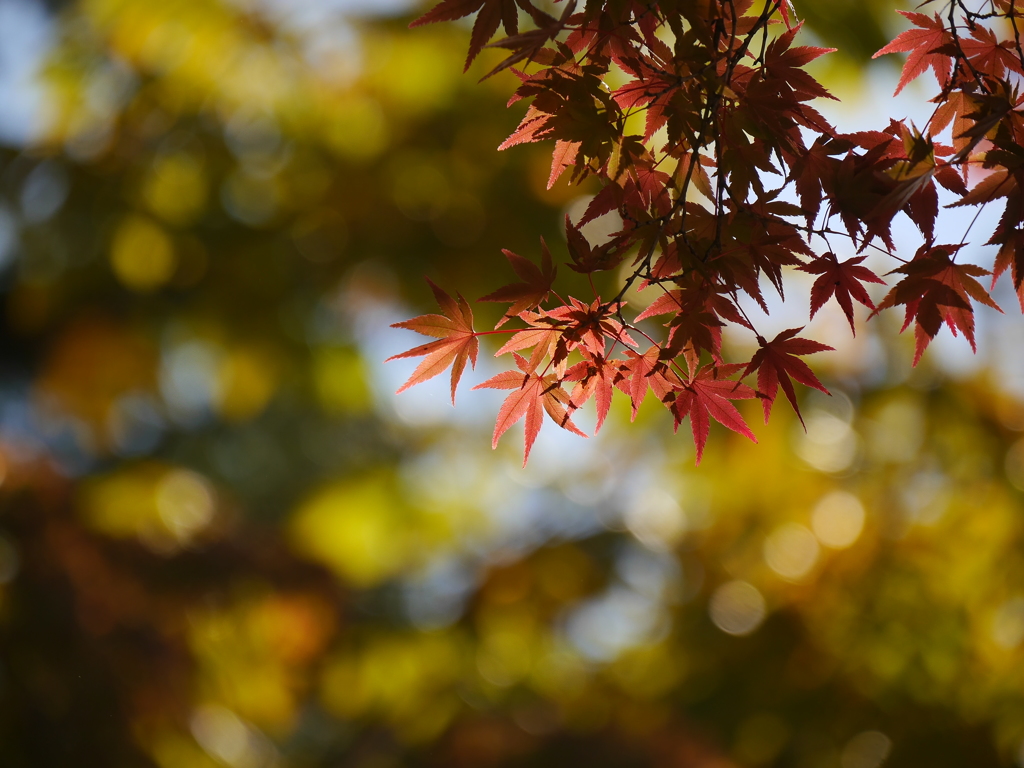 公園のモミジ