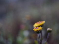 初冬の草花Ⅴ