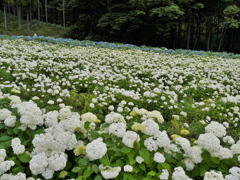 みちのくあじさい園の紫陽花Ⅸ