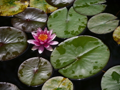 野草園の睡蓮