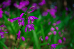 この花の名は…