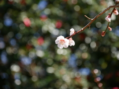 野草園の梅2019Ⅱ