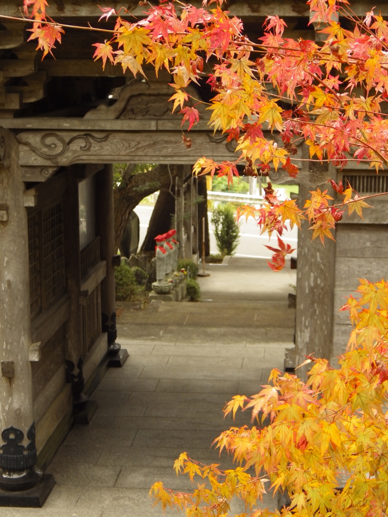 お寺のモミジ