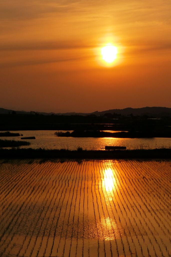 田圃の夕日