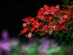 萩と紅葉