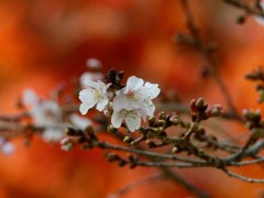 鹽竈神社の四季桜2015Ⅳ