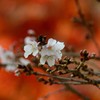 鹽竈神社の四季桜2015Ⅳ