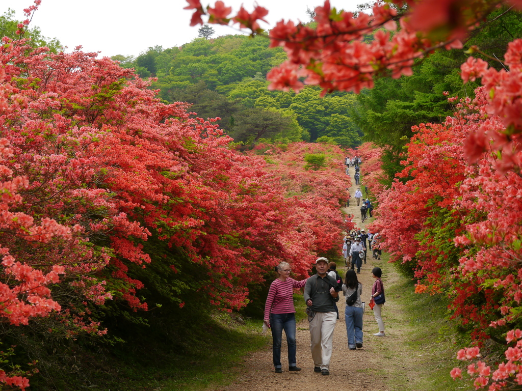 徳仙丈山のツツジ2022Ⅱ