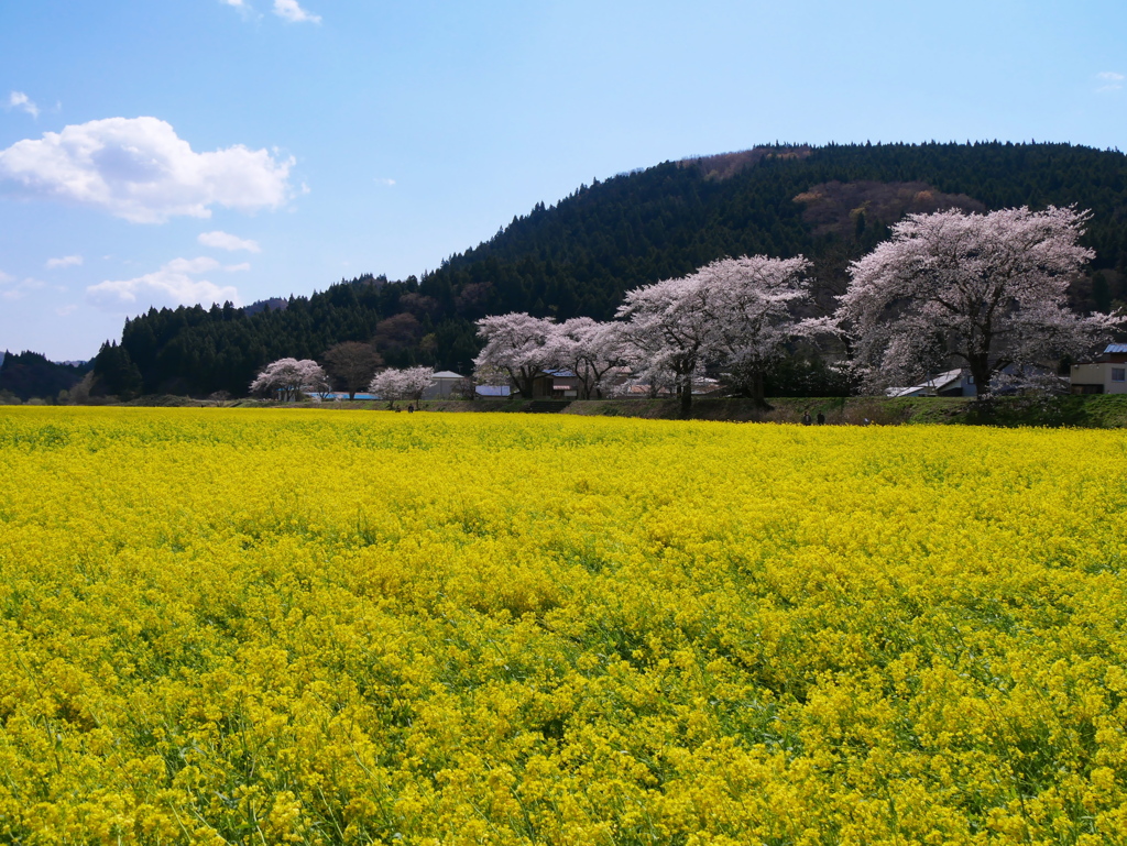 河川敷の菜の花畑2023