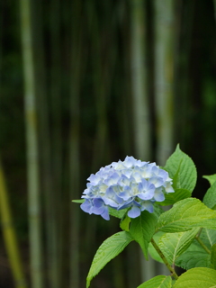 みちのくあじさい園の紫陽花Ⅹ