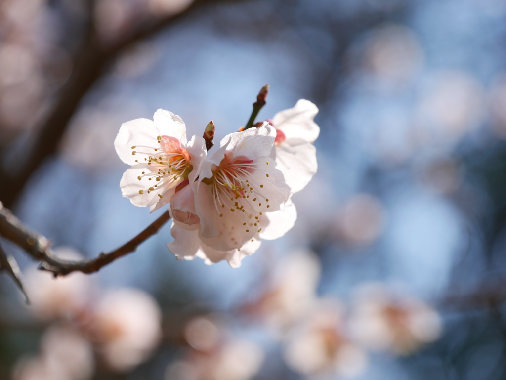 野草園の梅2019