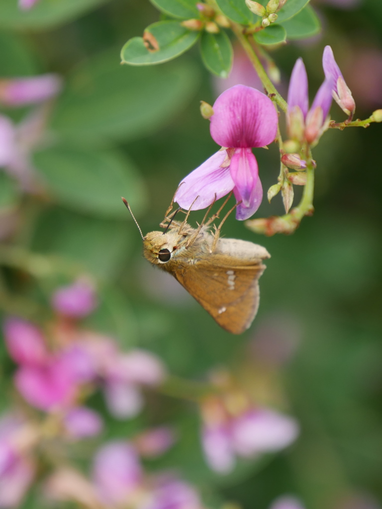 野草園のセセリⅣ