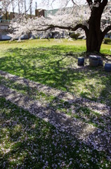 木漏れ日桜