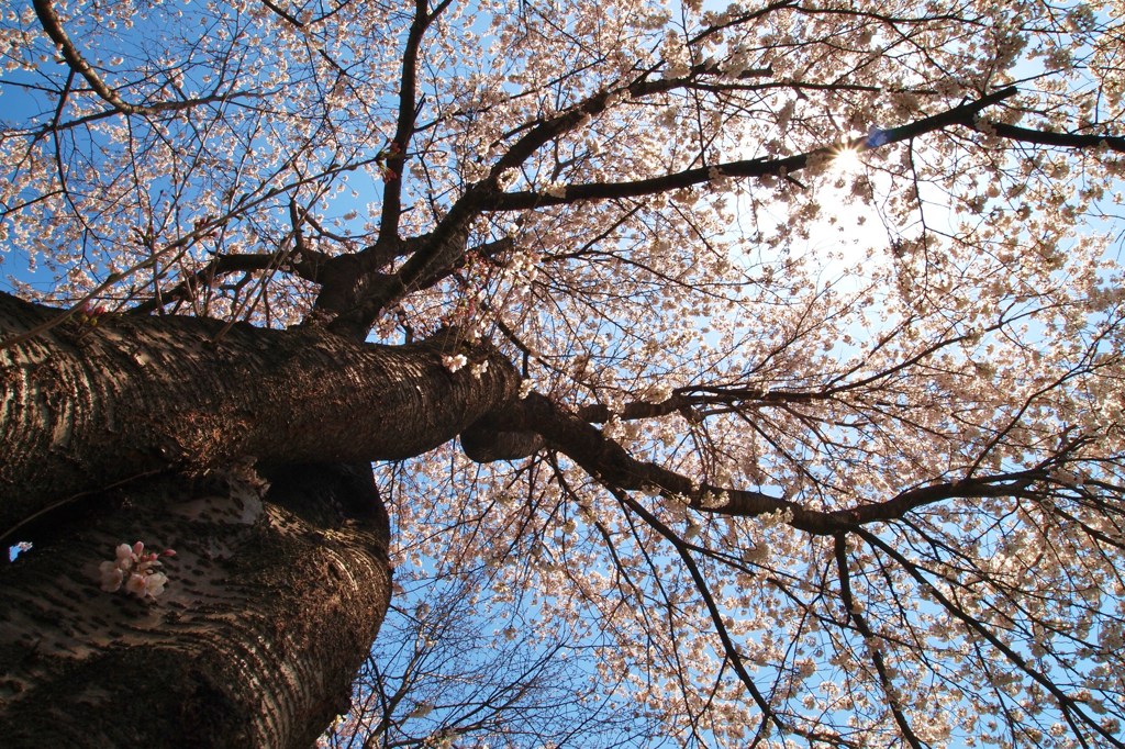 一目二本桜？