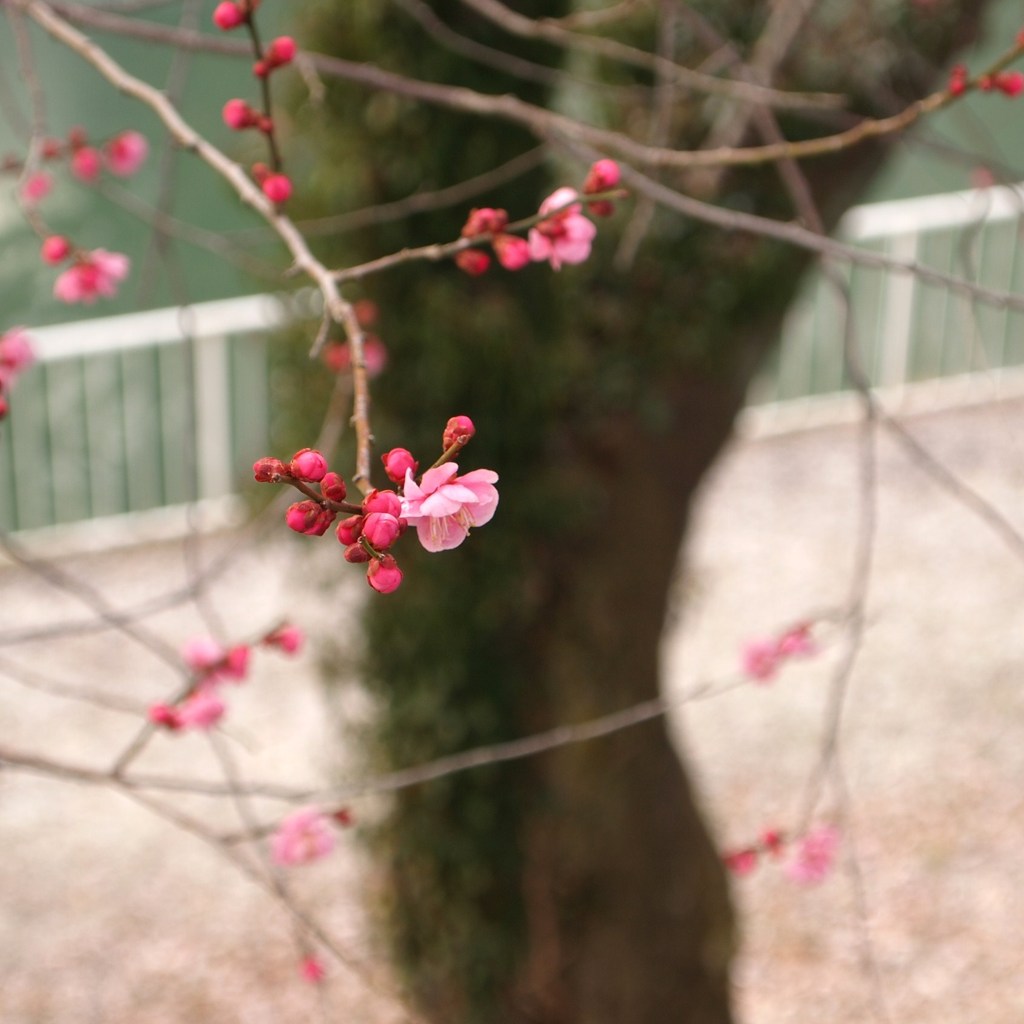 梅の花