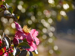 河原のサザンカ