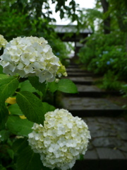 資福寺の紫陽花2019Ⅲ