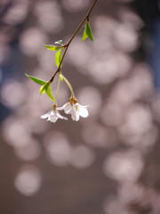 職場の枝垂桜2017Ⅱ