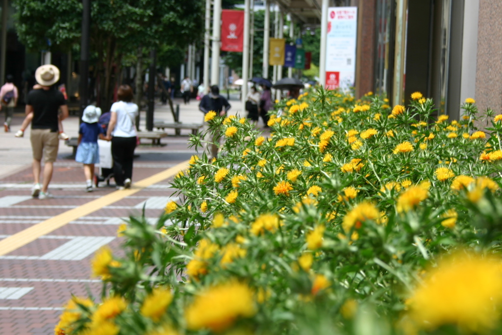 三越前の紅花