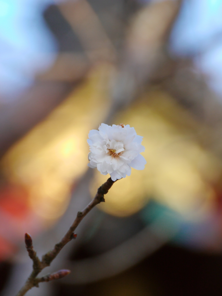 鹽竈神社の子福桜2023