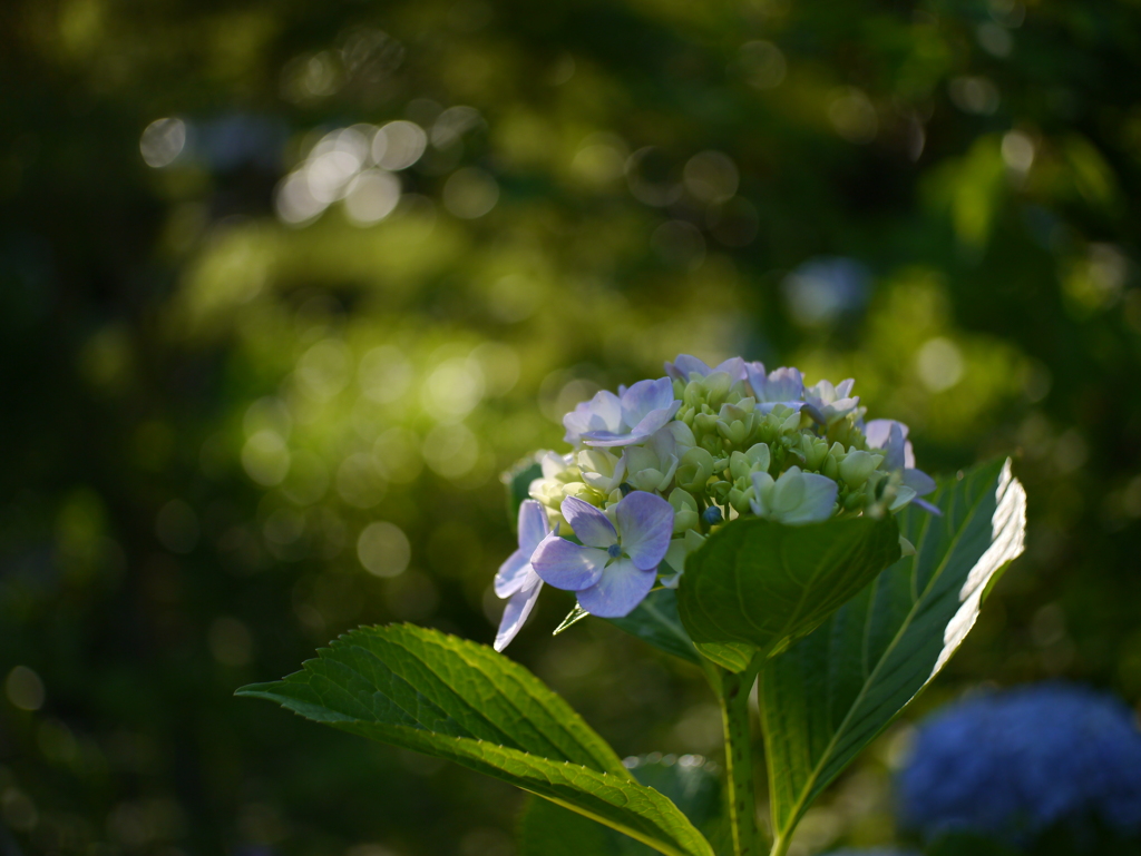 資福寺の紫陽花2022Ⅷ