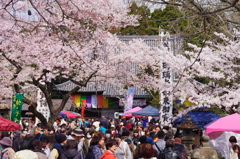 陸奥国分寺の桜