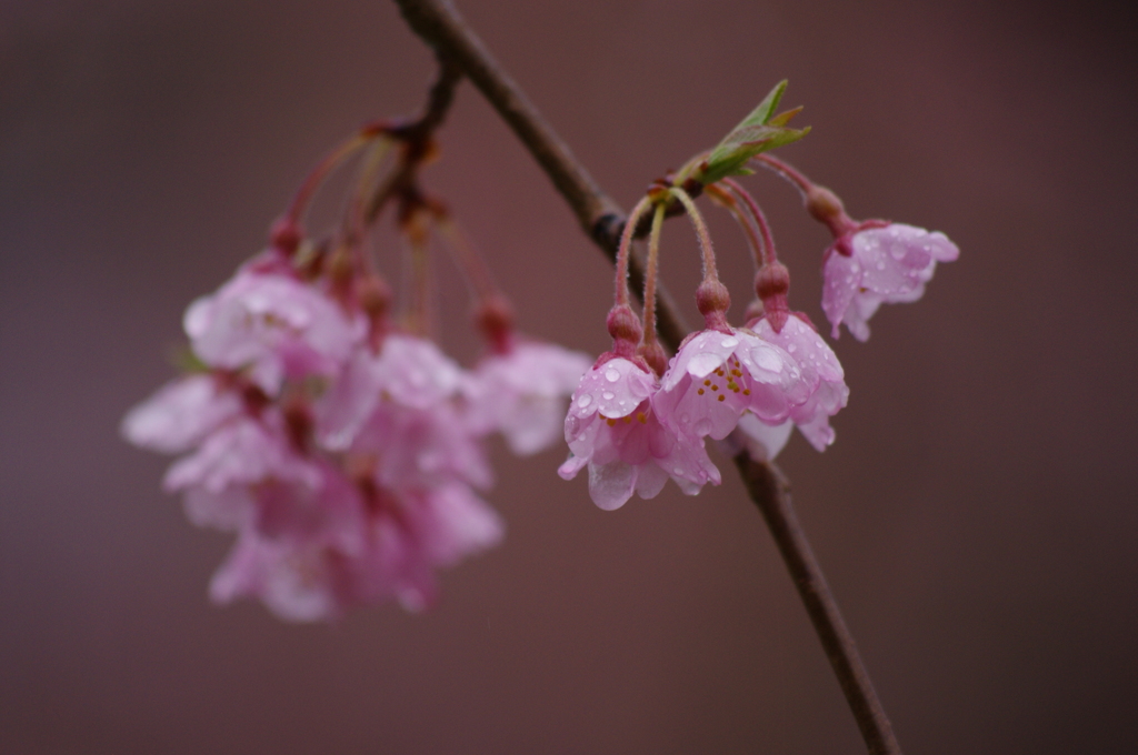 雨のしだれ桜Ⅲ