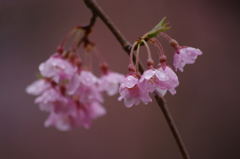 雨のしだれ桜Ⅲ