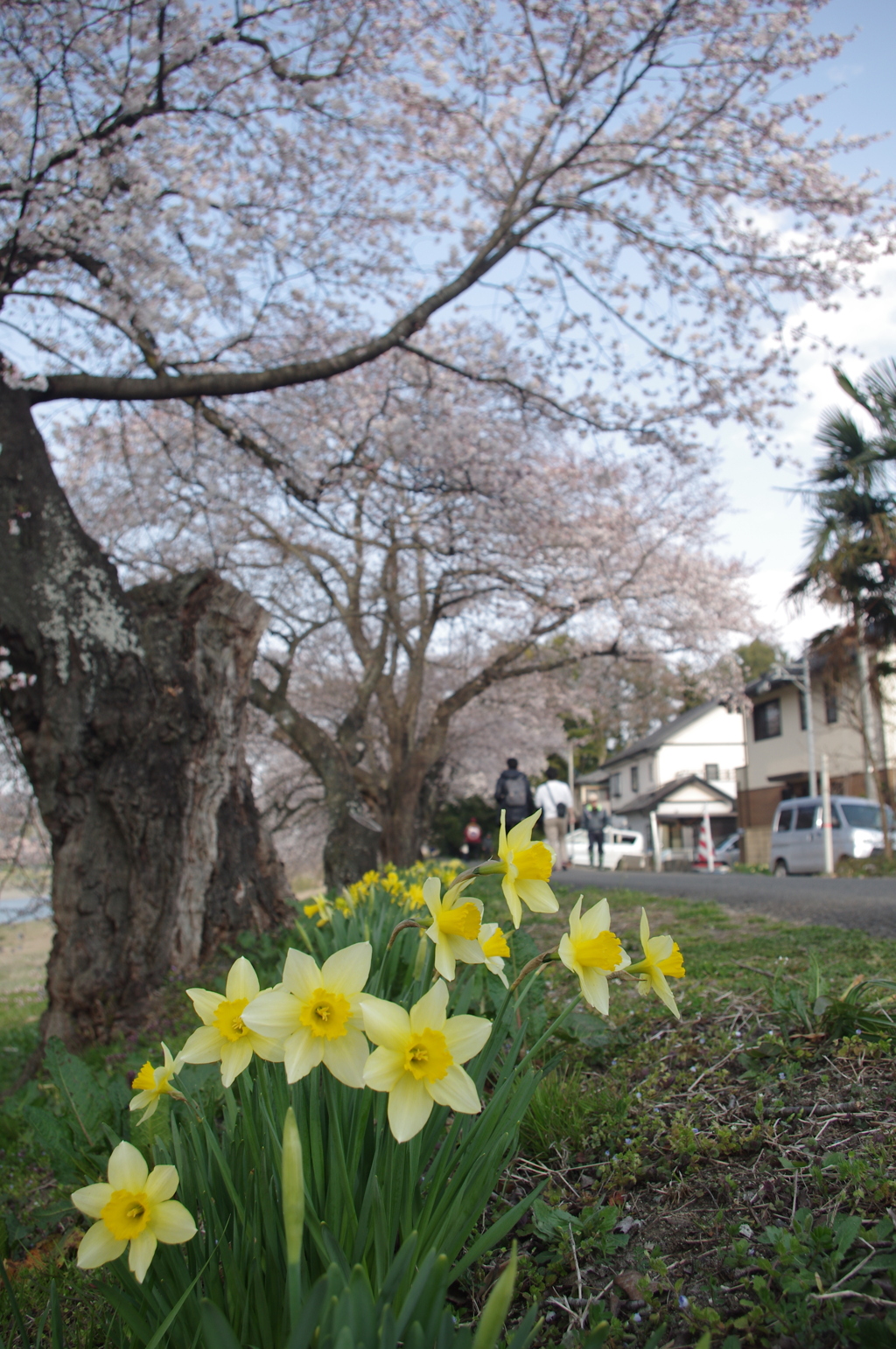 一目千本桜2020Ⅱ
