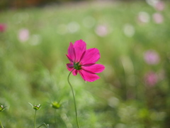 農業園芸センターのコスモスⅢ