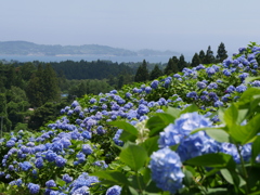 赤坂公衆園の紫陽花Ⅳ