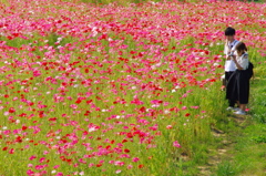 公園のポピー畑Ⅷ