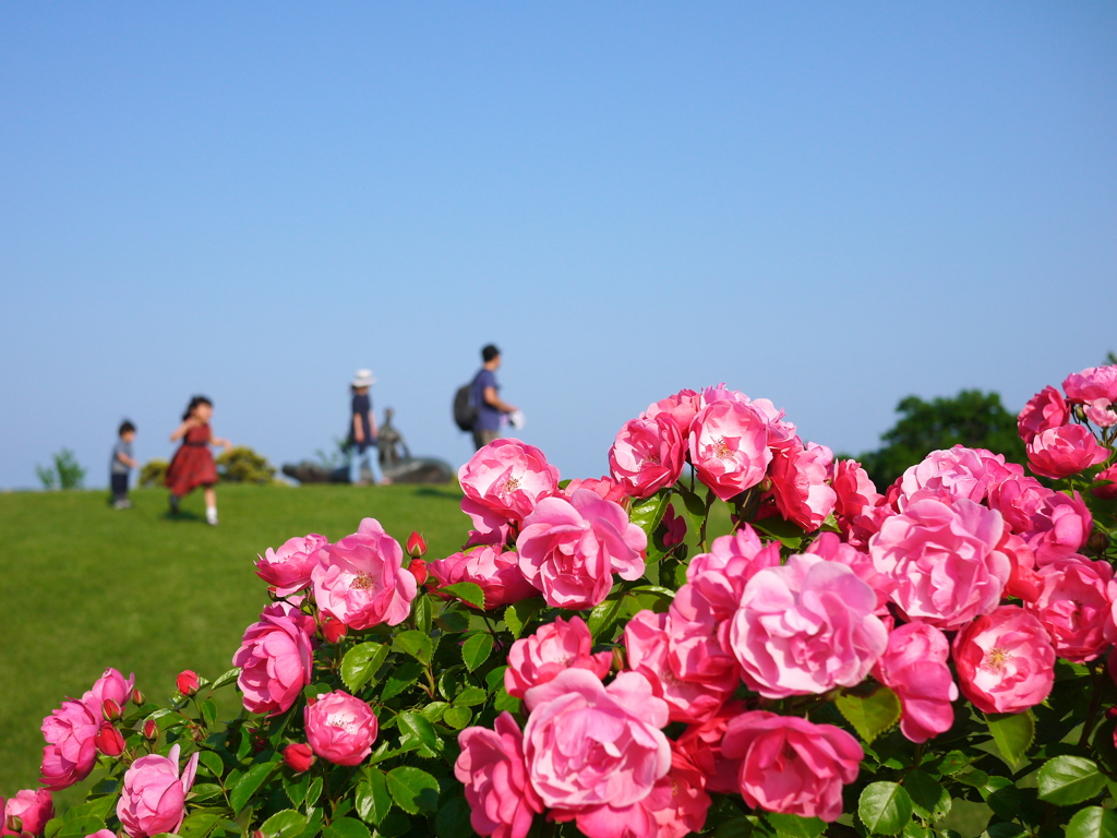 農業園芸センターのバラⅢ