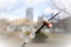 職場の梅