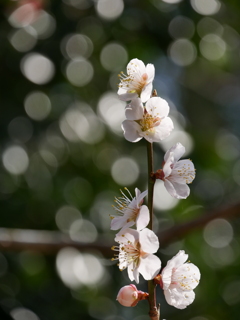 野草園の梅