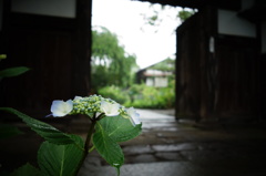 資福寺の紫陽花Ⅱ