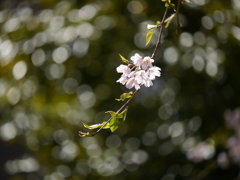 職場の枝垂桜Ⅲ