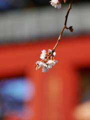 鹽竈神社の四季桜2020